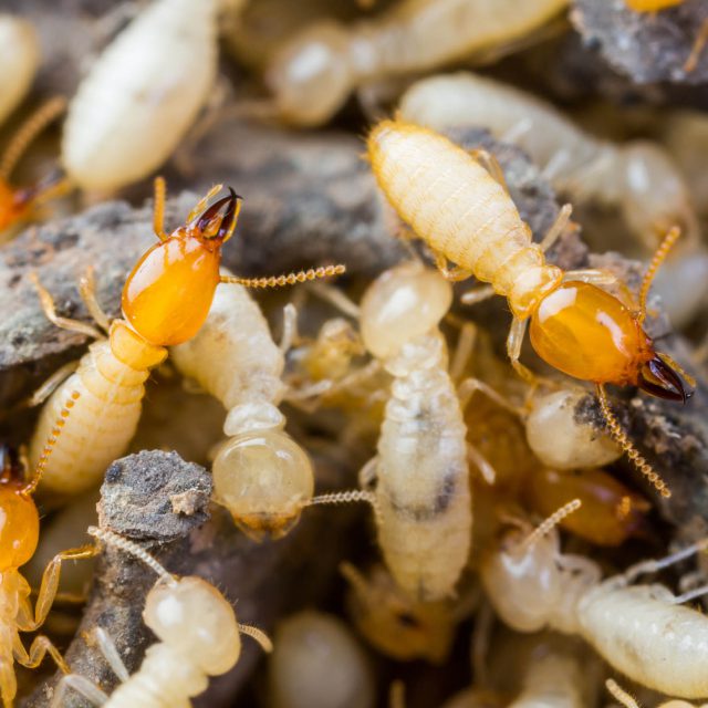Termites Sydney Facts, Identification & Prevention I